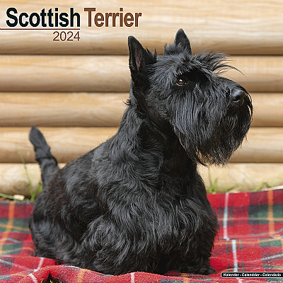 Scottish Terrier Calendar 2024 (Square)